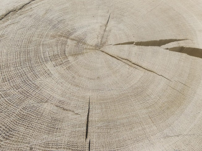 Baumscheiben extra dick