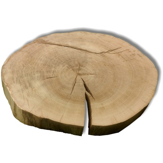 Baumscheibe Eiche, extra dick, ohne Splint