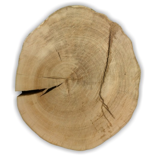 Massive Baumscheibe kaufen, aus heimischer Eiche, ca. 54 x 47 x 7 cm, ​​​​​​​getrocknet, nur Kernholz, vorgehobelt und unbehandelt. Die Bilder zeigen genaue Details.