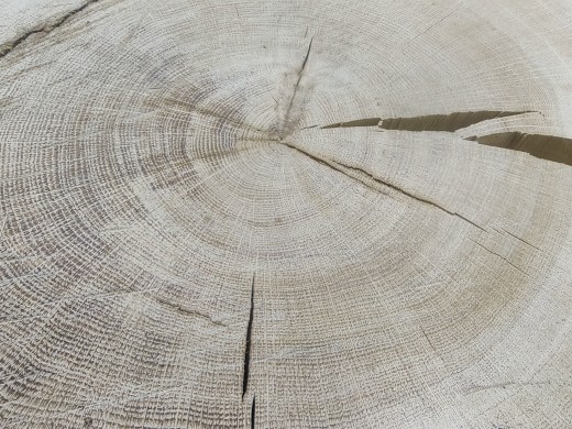 Massive Baumscheibe kaufen, aus heimischer Eiche, ca. 54 x 47 x 7 cm, ​​​​​​​getrocknet, nur Kernholz, vorgehobelt und unbehandelt. Bilddetails mit genauen Maßen.